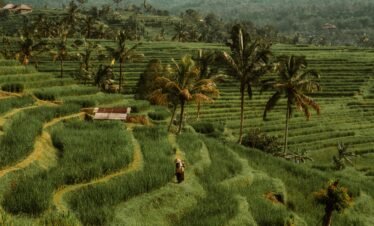 Lush rice terraces of Bali with a view of a distant mountain, capturing the essence of Indonesia's natural beauty.