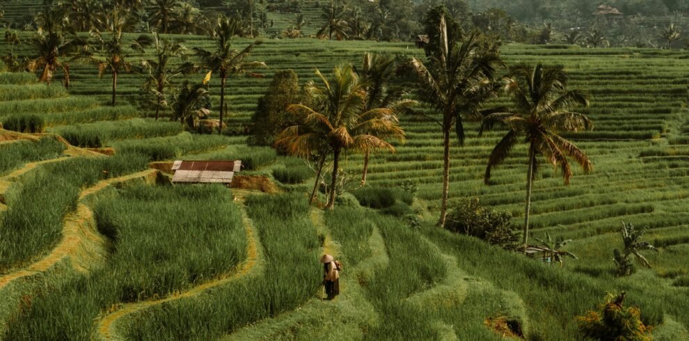 Lush rice terraces of Bali with a view of a distant mountain, capturing the essence of Indonesia's natural beauty.