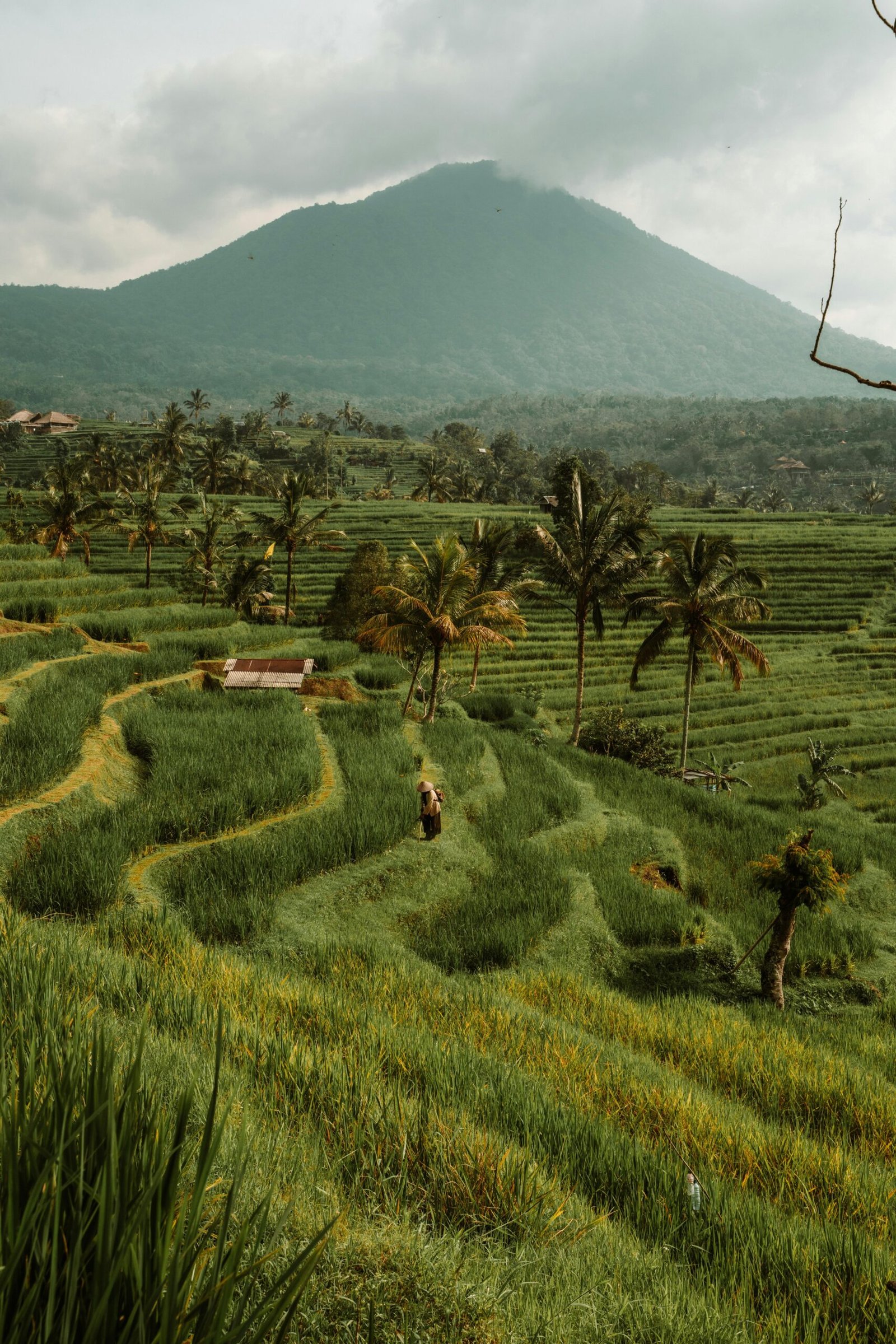 Lush rice terraces of Bali with a view of a distant mountain, capturing the essence of Indonesia's natural beauty.